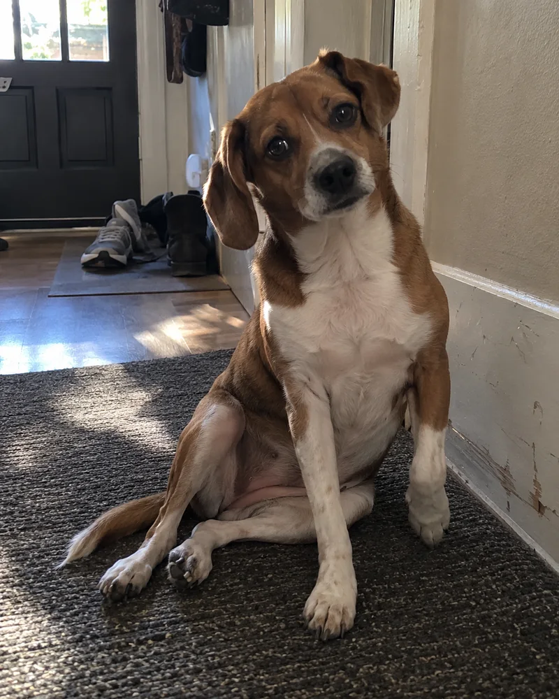 Studio concept: a small brown-and-white dog sitting with its hip tilted and paws splayed sideways